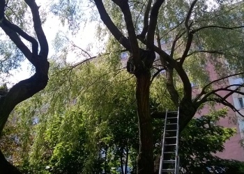 Pielęgnacja wierzby płaczącej