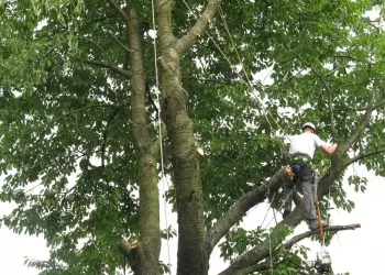 Wycinka sekcyjna starej czereśni